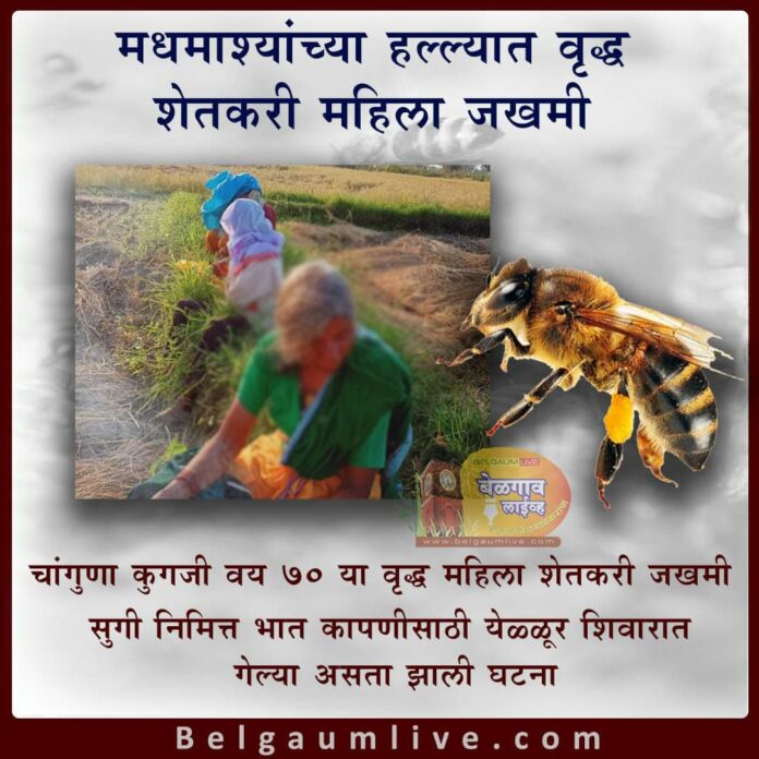 Honey bee attack Honey bee attack