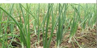 जिल्ह्यात 96 हेक्टर जमिनीतील कांदा मातीमोल