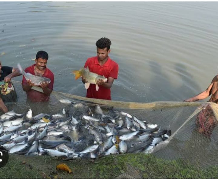 Fishries 