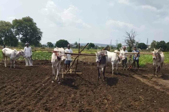 Dust steam sowing Dust steam sowing