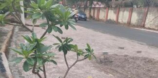 सिमेंटीकरणामुळे ‘या’ झाडांचे भवितव्य धोक्यात Cement