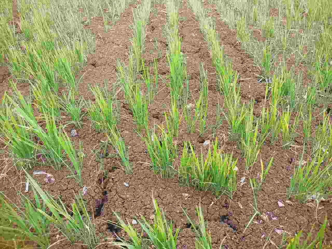 Paddy crop 