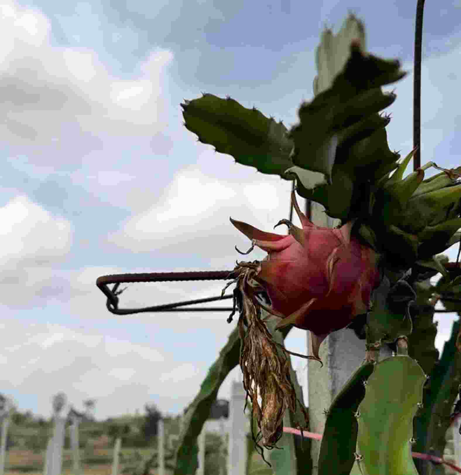 Dragon fruit 