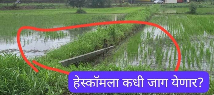 Hescom negligence Hescom negligence