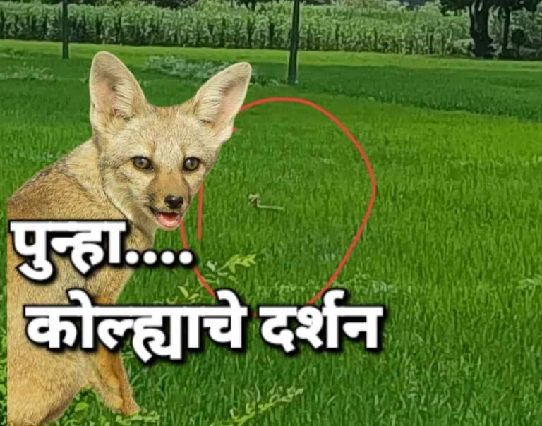 बेनकनहळ्ळी -सावगाव रस्त्याशेजारी कोल्ह्याचे दर्शन