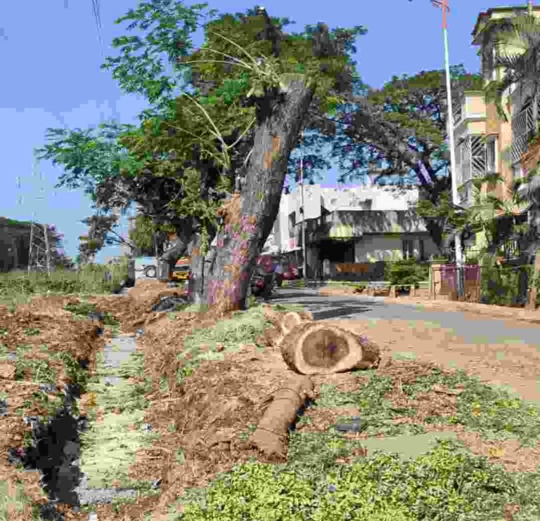 झाडांच्या ‘या’ कत्तलीकडे वनखाते लक्ष देईल का?