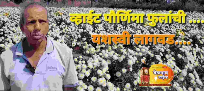 White teerth White teerth