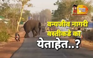 Elephant bgm