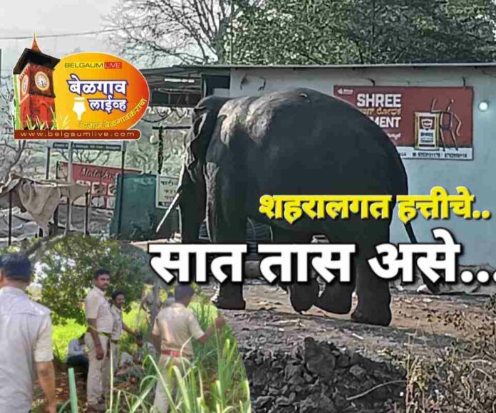 Belgaum elephant Belgaum elephant