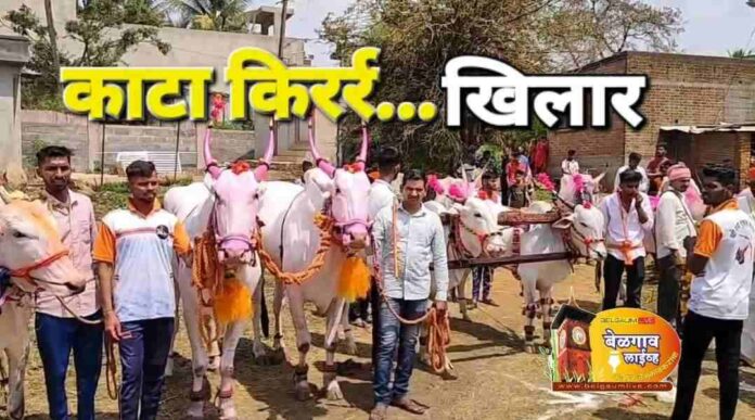 Ox exibution Ox exibution