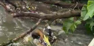 उज्वलनगर नाल्यात आढळला अज्ञाताचा मृतदेह Dead body found