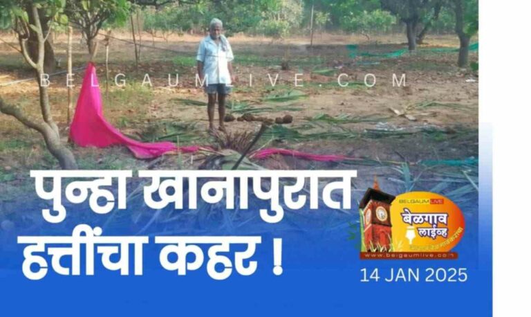 कौंदल येथे हत्तींचे आगमन ! नारळ, केळी व भाजीपाल्याचे नुकसान