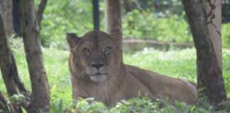 प्राणी संग्रहालयातील ‘निरुपमा’चा मृत्यू Lion