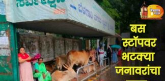 बेळगावातील बसथांब्यांवर जनावरांचा कब्जा