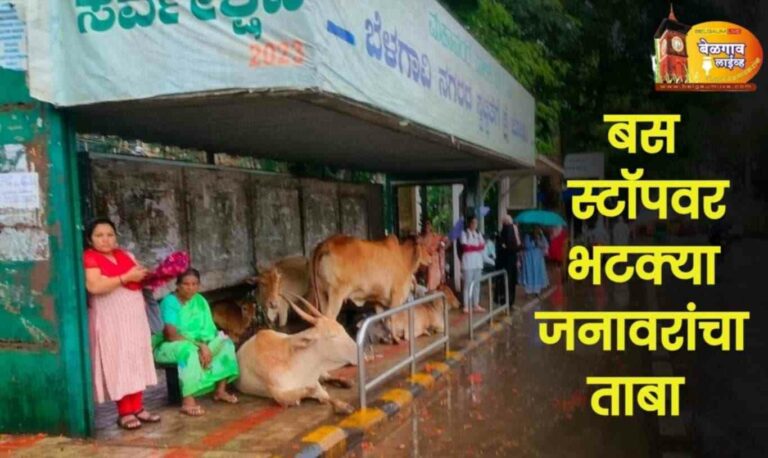 बेळगावातील बसथांब्यांवर जनावरांचा कब्जा