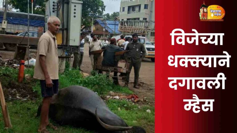 हेस्कॉमच्या गलथान कारभाराने बसवन कुडचीत दगावली म्हैस