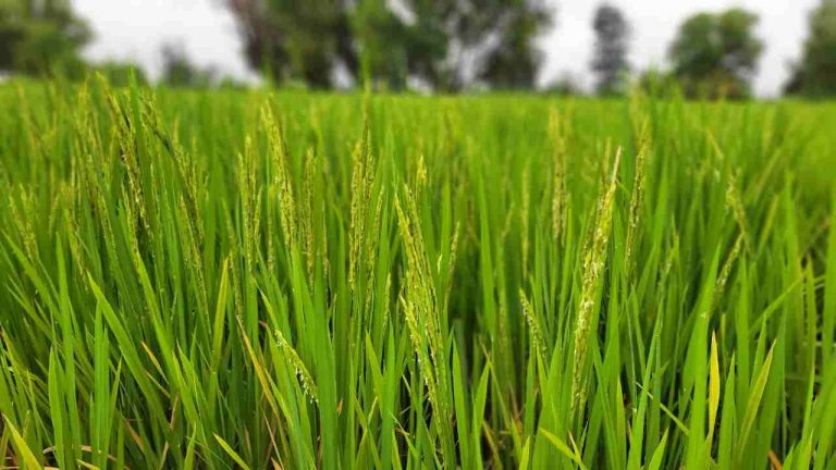 शुक्रवारचा पाऊस ‘खरिपा’साठी समाधानकारक