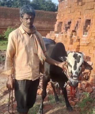 गविरेडयाच्या हल्ल्यात बैलाचा जबडा फाटला!