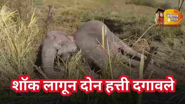 शॉक लागून दोन हत्तींचा मृत्यू