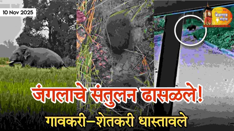 वनसंपदेच्या ऱ्हासामुळे वन्यजीव मानवी वस्तीत!