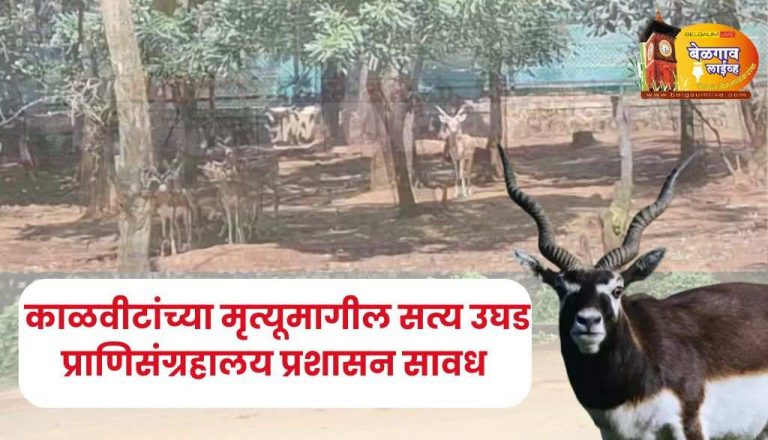 त्या काळविटांचे मृत्यूचे नेमके कारण समोर;