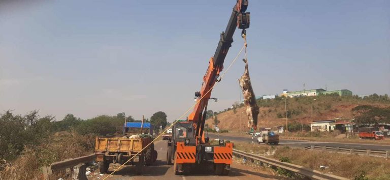 जनावरांचे सडलेले मृतदेह बाहेर काढून ‘मार्कंडेय’ पात्राची स्वच्छता