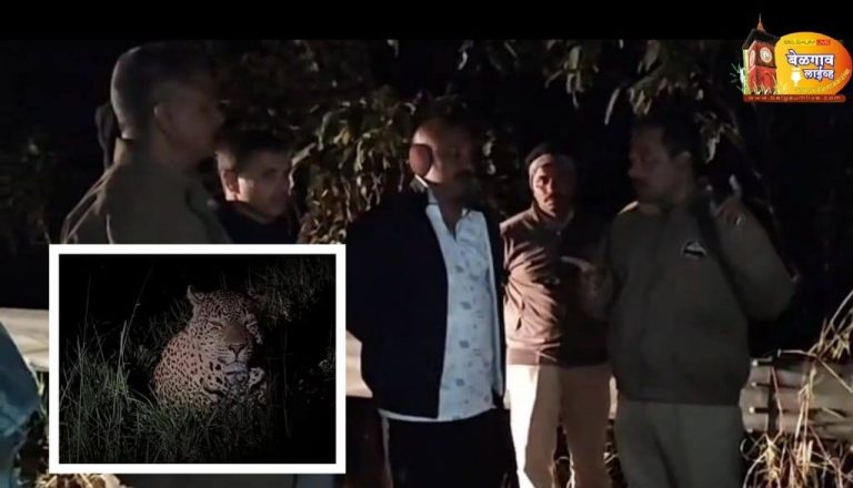 राजहंसगड-नंदिहळ्ळी रस्त्यावर बिबट्याचे दर्शन