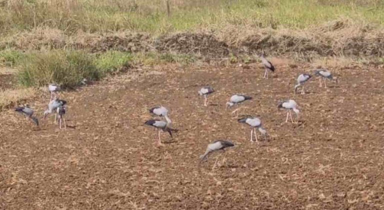 स्थलांतरित पक्ष्यांचे बेळगावात आगमन