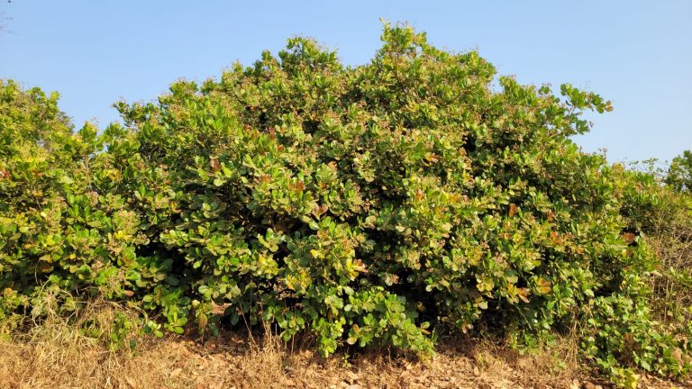 पश्चिम बेळगावात काजूचा ‘सुवर्ण’ बहर!