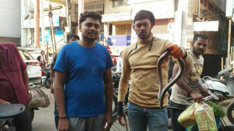 गोव्याचा दुर्मिळ साप बेळगावमध्ये आढळला; अघोरी प्रकाराची शक्यता
