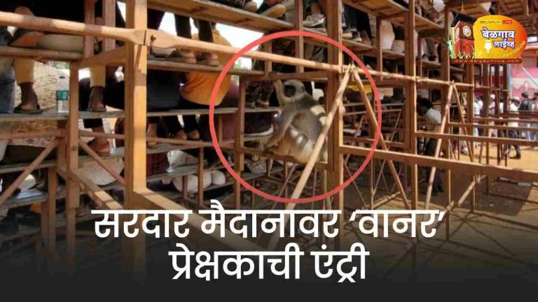 क्रिकेट पंढरीत माकडाचा अनोखा जल्लोष