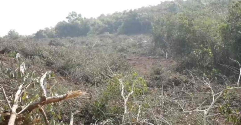 शेकडो झाडांच्या कत्तलीचा शेतकऱ्यांकडून निषेध;