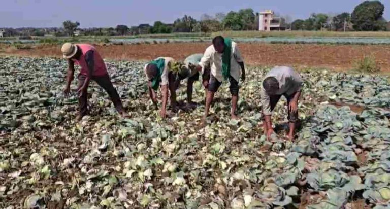 कोबीच्या दरात घसरण; हताश शेतकऱ्याने शेतात फिरवला ट्रॅक्टर