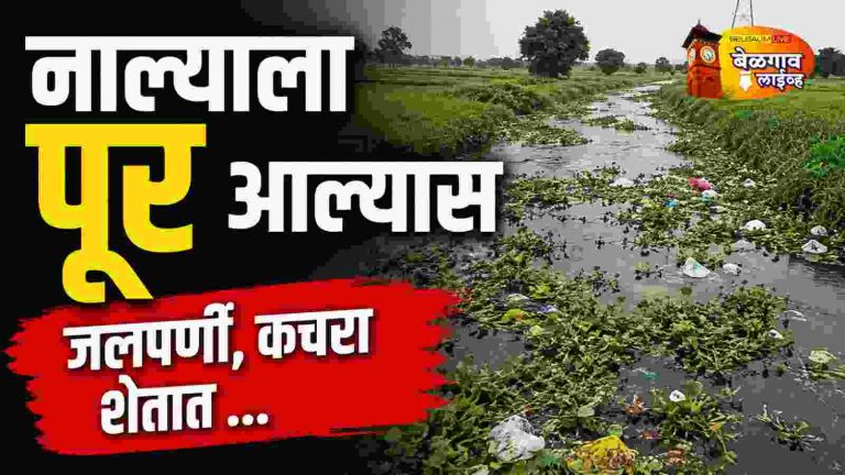 जलपर्णी, कचरा शेतात; हजारो एकर पिकांना धोका