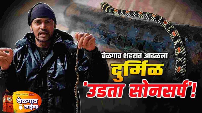 टिळकवाडीत दुर्मिळ ‘उडता सर्प’ आढळला!