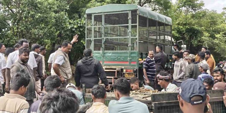 अखेर बिबट्या जेरबंद; वन विभागाच्या सापळ्यात अडकला,