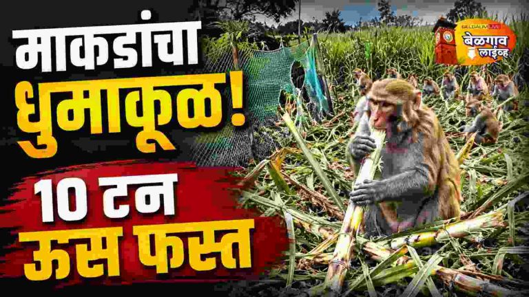 वन्यजीवींचा उपद्रव; आता माकडांचाही शेतकऱ्यांना त्रास