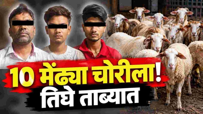 भाग्यनगरात 10 मेंढ्यांची चोरी; तिघे ताब्यात